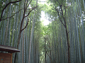 Kyoto Bamboo